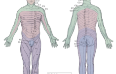 Dermatomes And Myotomes