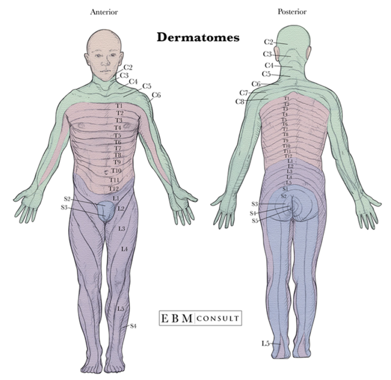 Dermatomes And Myotomes Dermatome Map