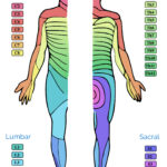 Dermatomes And Myotomes Anatomy Geeky Medics