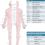 Dermatomes And Myotomes NZGP Web Directory