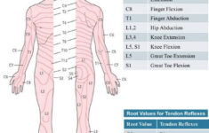 Dermatomes And Myotomes NZGP Web Directory