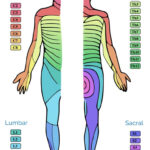 Dermatomes And Myotomes Sensation Anatomy Geeky Medics