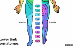 Dermatomes And Myotomes Sensation Anatomy Geeky Medics