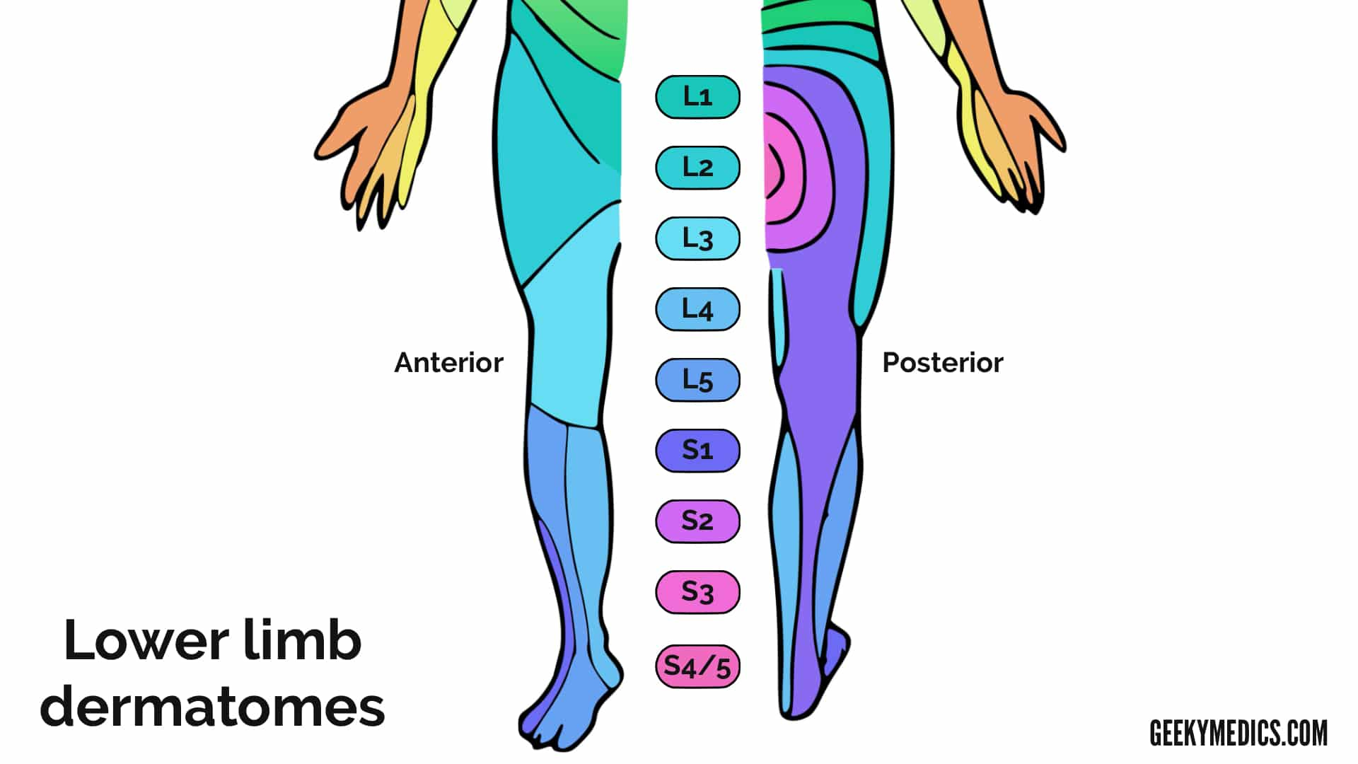Dermatomes And Myotomes Sensation Anatomy Geeky Medics