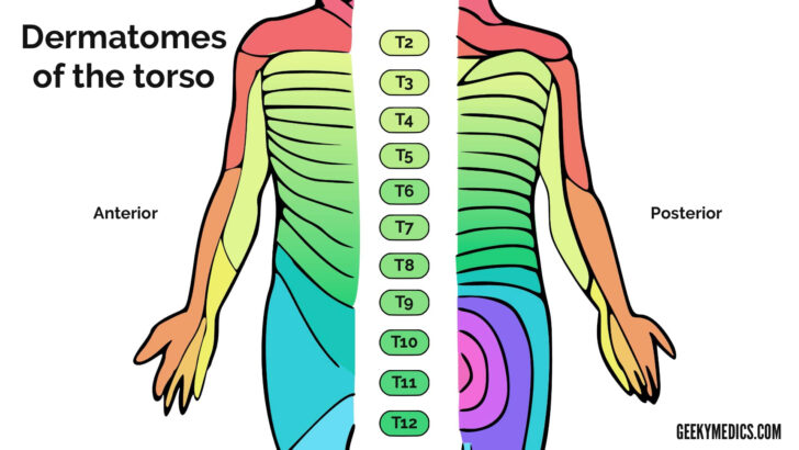 T4 Dermatome Map