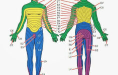 Dermatomes And Myotomes Upper Lower Limb How To Relief