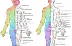 Dermatomes DermNet NZ