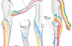 Dermatomes Development Maps TeachMeAnatomy