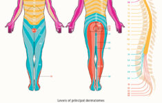 Dermatomes Diagram Spinal Nerves And Locations