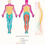 Dermatomes Diagram Spinal Nerves And Locations