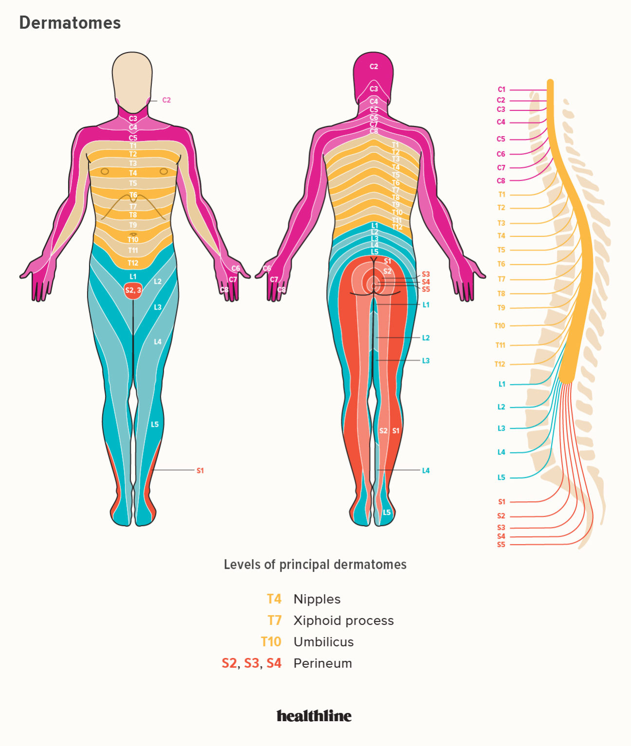 Dermatomes Diagram Spinal Nerves And Locations