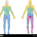 Dermatomes High Resolution Stock Photography And Images Alamy