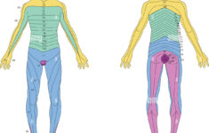 Dermatomes High Resolution Stock Photography And Images Alamy