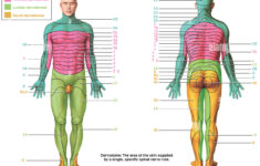 Dermatomes High Resolution Stock Photography And Images Alamy