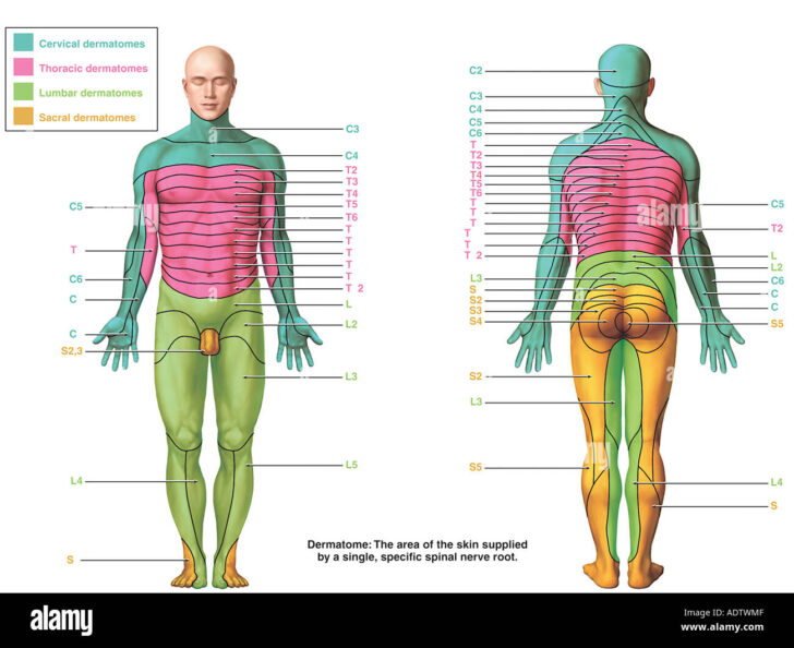 High Resolution Dermatome Map