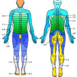Dermatomes Jpg 415 463 Muscle Anatomy Massage Therapy Medical