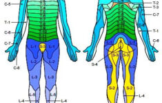 Dermatomes jpg 415 463 Muscle Anatomy Massage Therapy Medical