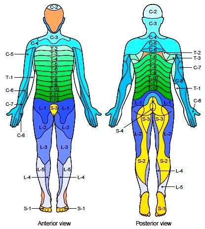 Dermatomes jpg 415 463 Muscle Anatomy Massage Therapy Medical 