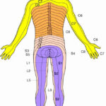 Dermatomes Map 89 Images In Collection Page 3 Printable Dermatome