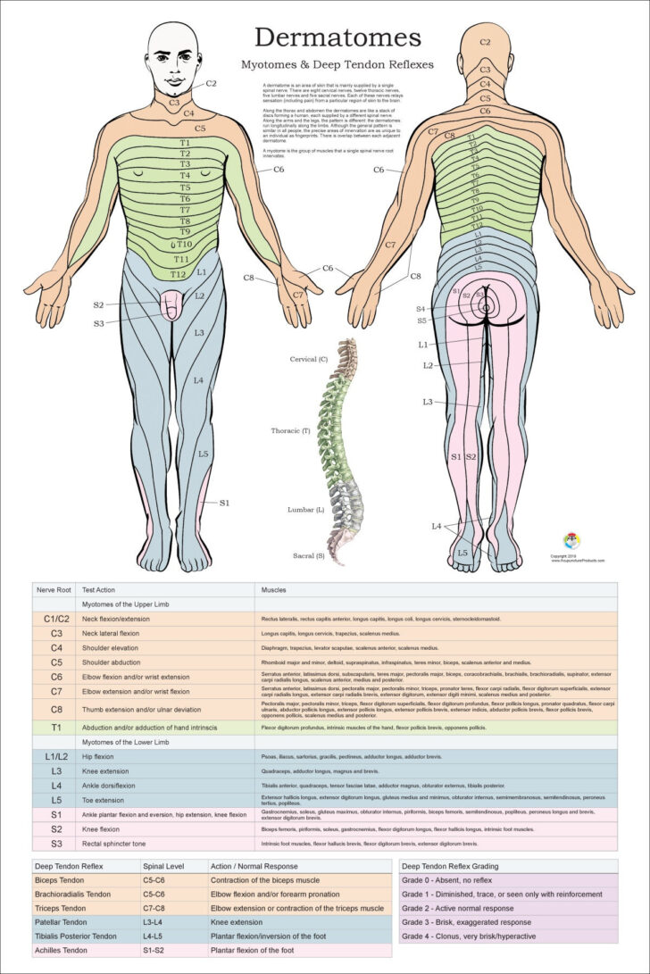 Dermatome And Myotome Map