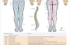 dermatomes myotomes and dtr poster 24 x 36 chiropractic etsy 2 Dermatomes Myotomes And DTR Poster 24 X 36 Chiropractic Etsy