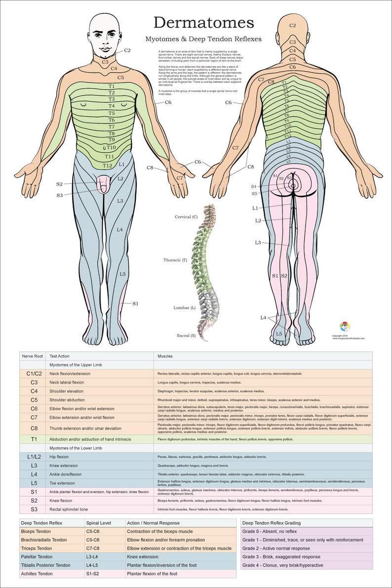 Dermatomes Myotomes And DTR Poster 24 X 36 Chiropractic Etsy