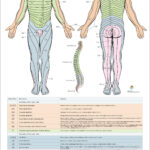 Dermatomes Myotomes And DTR Poster 24 X 36 Chiropractic Etsy