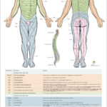Dermatomes Myotomes And DTR Poster 24 X 36 Chiropractic Etsy Spinal