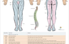dermatomes myotomes and dtr poster 24 x 36 chiropractic etsy spinal Dermatomes Myotomes And DTR Poster 24 X 36 Chiropractic Etsy Spinal