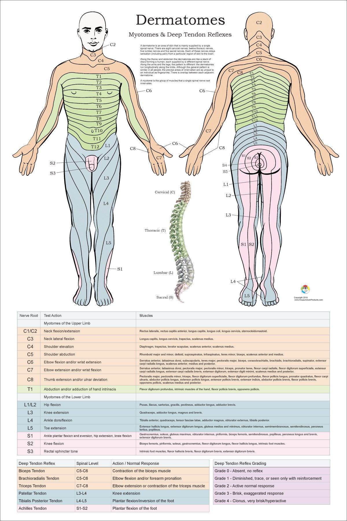 Dermatomes Myotomes And DTR Poster 24 X 36 Chiropractic Etsy Spinal 