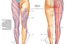 Dermatomes Myotomes Google Search Quadriceps Femoris Medical