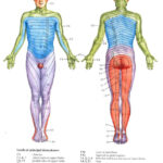 Dermatomes Nclex Radiculopathy Occupational Therapy Printable Map Of