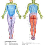 Dermatomes Nclex Radiculopathy Occupational Therapy Spinal Nerve