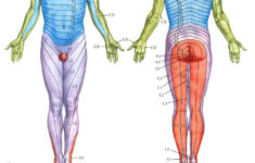 dermatomes nclex radiculopathy occupational therapy spinal nerve 1 Dermatomes Nclex Radiculopathy Occupational Therapy Spinal Nerve
