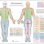 Dermatomes Nerve Poster