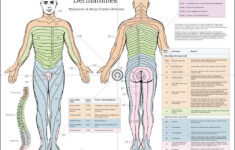 Dermatomes Nerve Poster