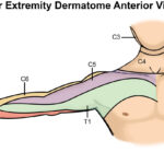 Dermatomes Neurology Medbullets Step 1