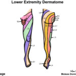 Dermatomes Neurology Medbullets Step 1