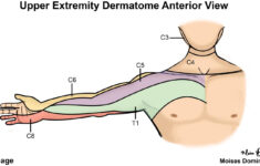 Dermatomes Neurology Medbullets Step 1