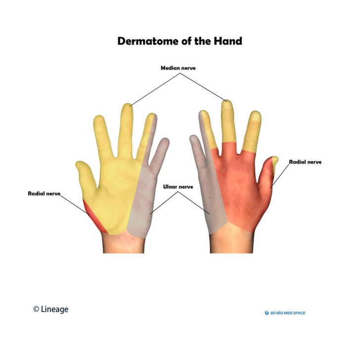 Dermatome Hand Map