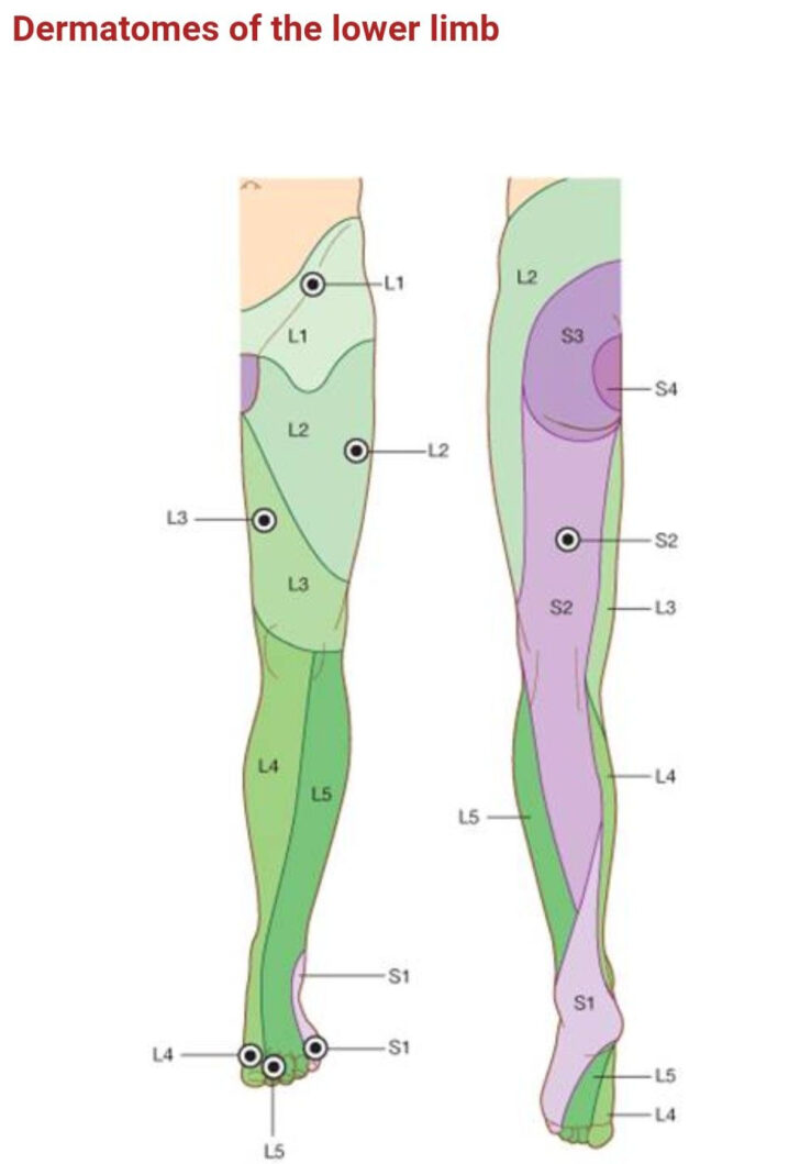 Lower Leg Dermatome Map