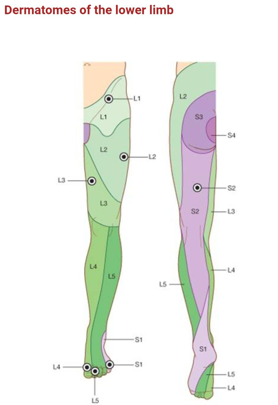 Dermatomes Of Lower Limb Great Toe L4 Physical Therapy School 