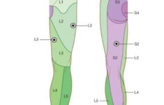 Dermatomes Of Lower Limb Great Toe L4 Reflexology Foot Map