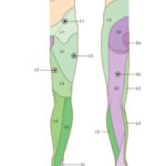 Dermatomes Of Lower Limb Great Toe L4 Reflexology Foot Map