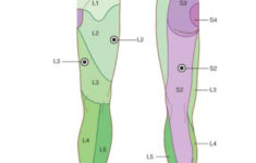 dermatomes of lower limb great toe l4 reflexology physical Dermatomes Of Lower Limb Great Toe L4 Reflexology Physical