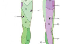dermatomes of lower limb great toe l4 reflexology reflexology 1 Dermatomes Of Lower Limb Great Toe L4 reflexology reflexology