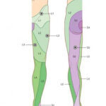 Dermatomes Of Lower Limb Great Toe L4 Reflexology Reflexology