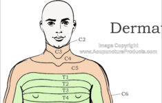 dermatomes of the body poster Dermatomes Of The Body Poster