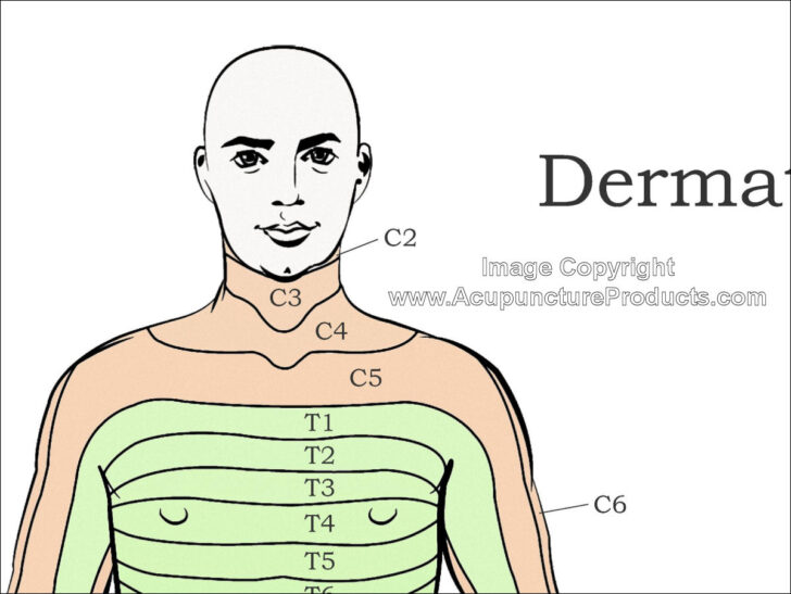 Dermatomes Of The Body Poster | Dermatome Map