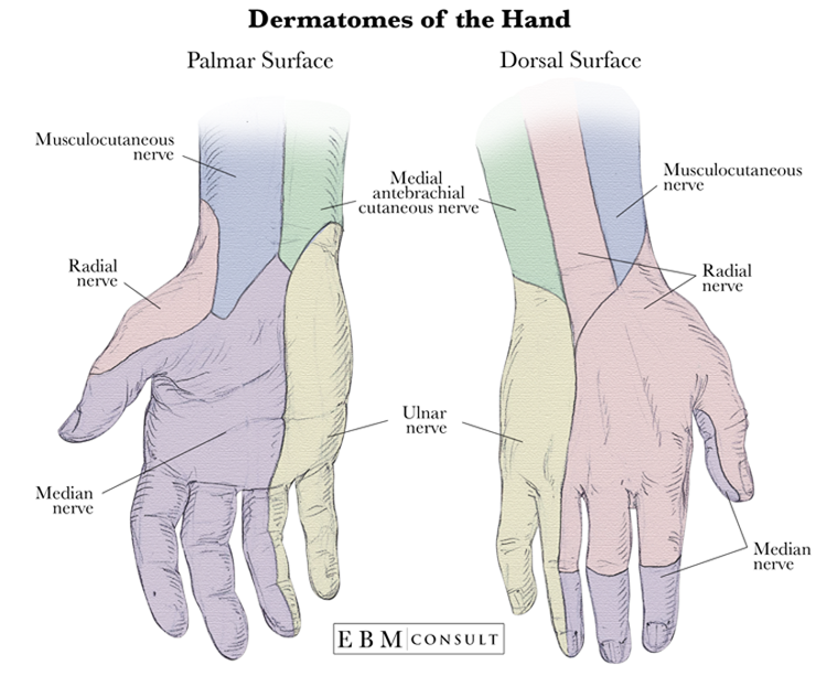 Dermatomes Of The Hand Anatomy Images Anatomy Plexus Products